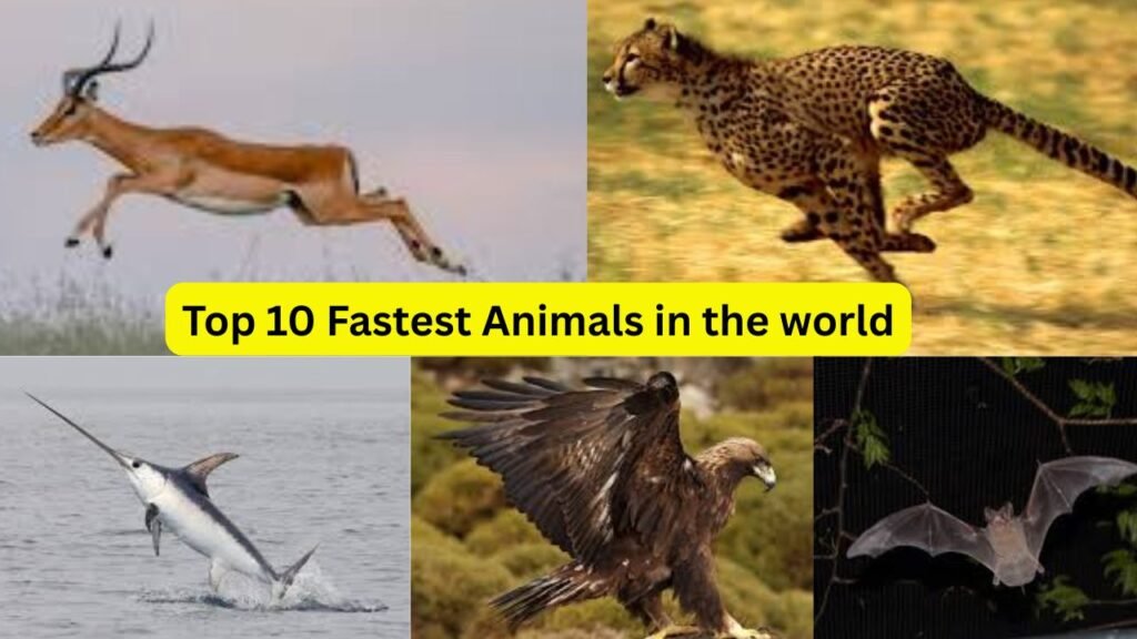 Top 10 Fastest Animals in the World: Nature’s Ultimate Speed Machines