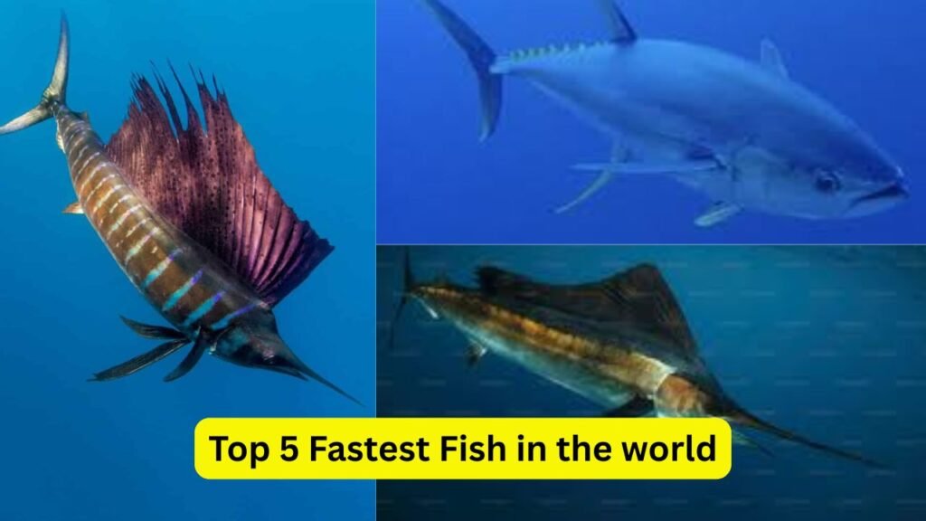 Top 5 Fastest Fish in the World