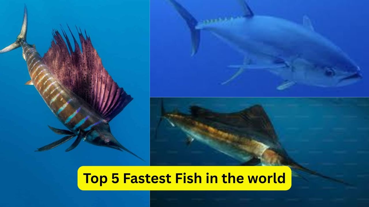 Top 5 Fastest Fish in the World